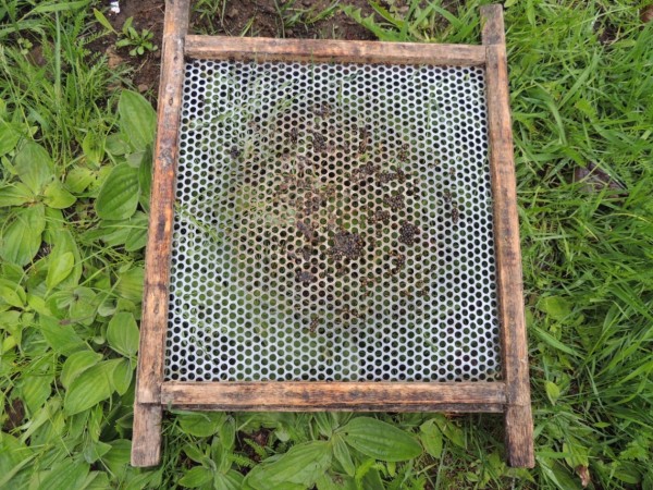 На отлове краснокнижного осетра сетями попались браконьеры в Хабаровском крае