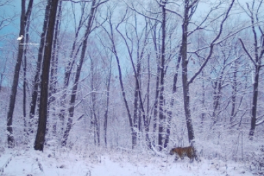 Итоги дня: новый рекорд, дело Фургала, выживший,  оранжевое настроение и самый страшный