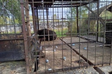 Итоги дня: дисерт под градусом, запущенный  питомник, грузовик vs автобус и вой сирен