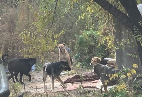 "Собачий вопрос" пытаются решить в Центральном районе