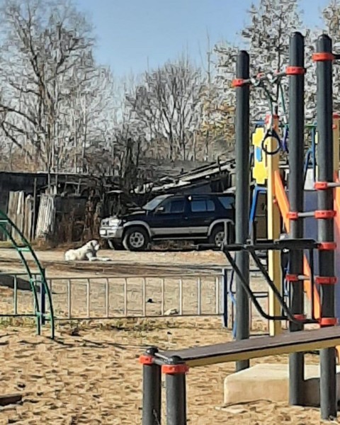 Гуляет с мёртвой кошкой в зубах: кровожадным алабаем пугают жителей Хабаровского района