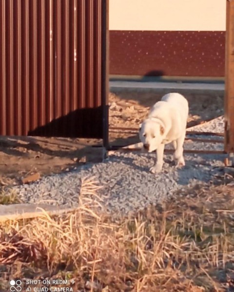 Гуляет с мёртвой кошкой в зубах: кровожадным алабаем пугают жителей Хабаровского района