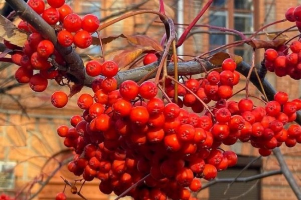 Лучшие фотографии Хабаровска за неделю из Instagram