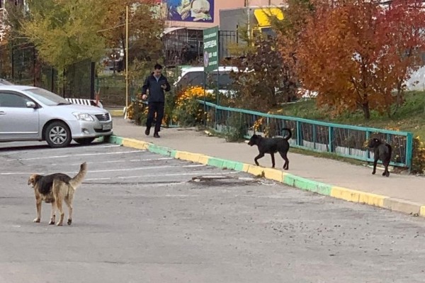 "Собачий вопрос" пытаются решить в Центральном районе
