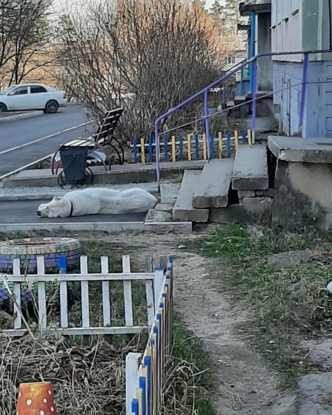 Гуляет с мёртвой кошкой в зубах: кровожадным алабаем пугают жителей Хабаровского района