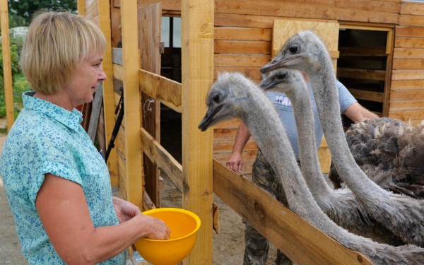 Страусиная ферма на дальневосточном гектаре прославит Ванинский район - Сергей Кадыков