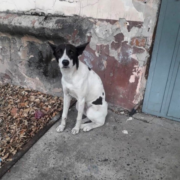 Циклон и братья наши меньшие: бросил в магазине, умирал в снегу, восемь крох в чистом поле