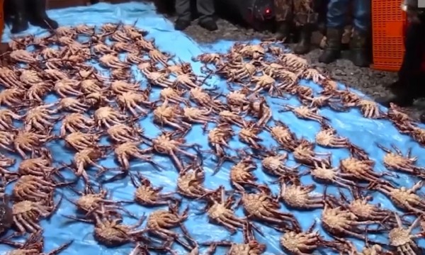 Краба и гребешка на 30 млн рублей изъяла ФСБ у браконьеров в Хабаровском крае