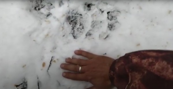 Тигр подобрался к одному из сел Хабаровского края - очевидцы