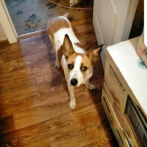 Циклон и братья наши меньшие: бросил в магазине, умирал в снегу, восемь крох в чистом поле