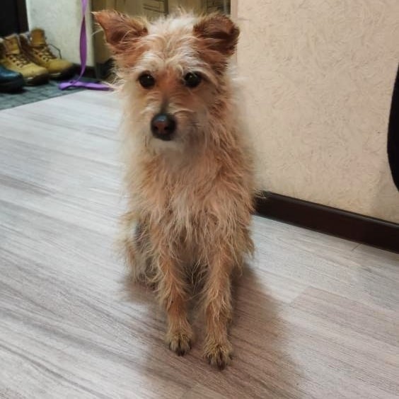 Циклон и братья наши меньшие: бросил в магазине, умирал в снегу, восемь крох в чистом поле