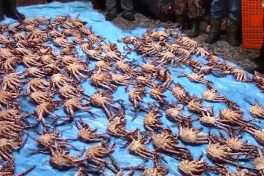 Итоги дня: без QR-кода теперь нельзя, краб на 30 млн, мусорные кучи, протечки устранены