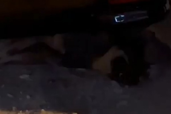 Хитрый яд пустили в ход хабаровские живодеры, очередная жертва скончалась в муках