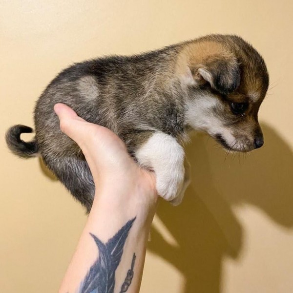 Циклон и братья наши меньшие: бросил в магазине, умирал в снегу, восемь крох в чистом поле