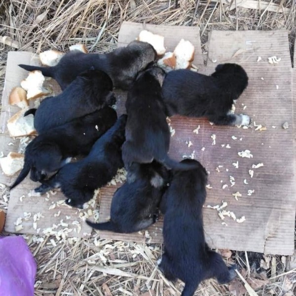 Циклон и братья наши меньшие: бросил в магазине, умирал в снегу, восемь крох в чистом поле