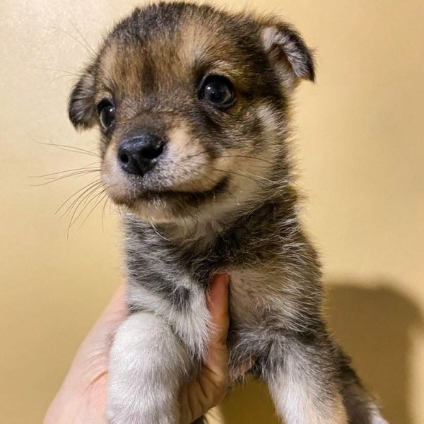 Циклон и братья наши меньшие: бросил в магазине, умирал в снегу, восемь крох в чистом поле