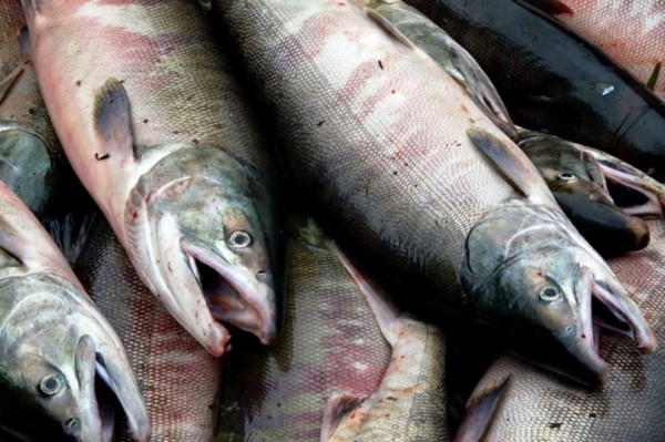 4 хвоста на 150 человек: куда из Амура пропал тихоокеанский лосось?