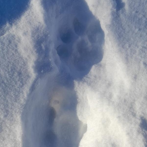 Тигр держит в страхе жителей села Раздольное в ЕАО