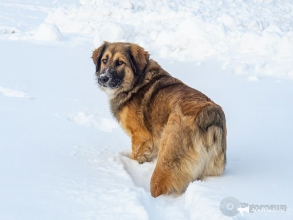 Закололи и запинали: окровавленный труп всеобщего любимца нашли в южной части Хабаровска Закололи и запинали: окровавленный труп всеобщего любимца нашли в южной части Хабаровска