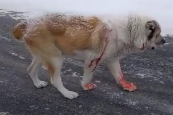 Хуже зверя: накормили ядом, а потом расстреляли домашнего пса в Хабаровском крае