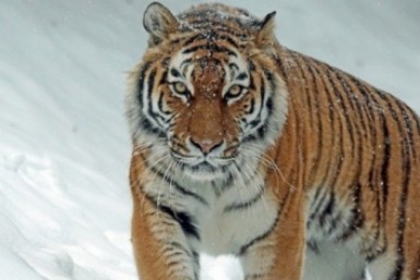 Итоги дня: смерть от клыков, пандемийные послабления, за руль не пустили и 32 млн на снег