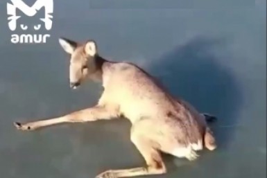 Итоги дня: почти локдаун, эвакуация поликлиники, суд отказал, спасение косули на лимузине