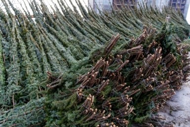 Итоги дня: тигр в селе, правильная елка, худшие подарки на корпорат и звание для тренера