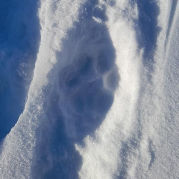 Тигр держит в страхе жителей села Раздольное в ЕАО
