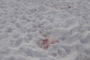 Итоги дня: закололи и запинали, смертельный вылет на встречку, захват женщины с ребенком Итоги дня: закололи и запинали, смертельный вылет на встречку, захват женщины с ребенком