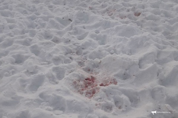 Закололи и запинали: окровавленный труп всеобщего любимца нашли в южной части Хабаровска Закололи и запинали: окровавленный труп всеобщего любимца нашли в южной части Хабаровска