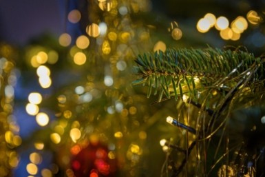 Итоги дня: тигр в селе, правильная елка, худшие подарки на корпорат и звание для тренера