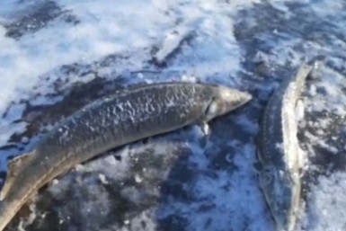 Итоги дня: страсти старателей, массовая гибель осетра и чиновник-коррупционер Итоги дня: страсти старателей, массовая гибель осетра и чиновник-коррупционер