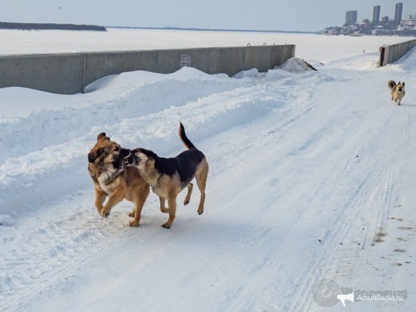 Закололи и запинали: окровавленный труп всеобщего любимца нашли в южной части Хабаровска Закололи и запинали: окровавленный труп всеобщего любимца нашли в южной части Хабаровска