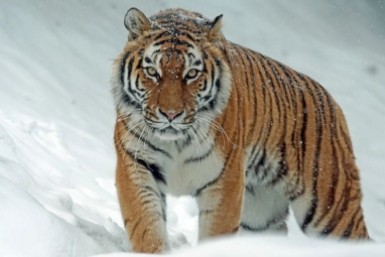 Итоги дня: тигр в селе, правильная елка, худшие подарки на корпорат и звание для тренера