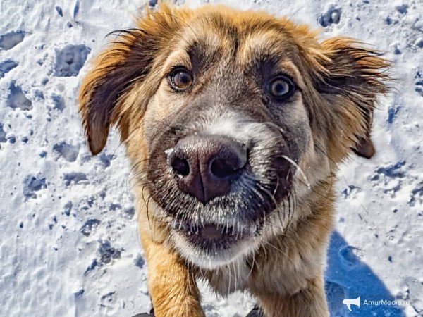 Закололи и запинали: окровавленный труп всеобщего любимца нашли в южной части Хабаровска Закололи и запинали: окровавленный труп всеобщего любимца нашли в южной части Хабаровска