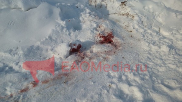 Тигр задрал несколько собак и держит в страхе всё село в соседнем регионе