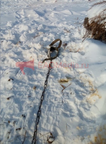 Тигр задрал несколько собак и держит в страхе всё село в соседнем регионе