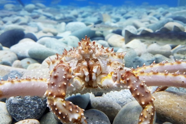 Почему сохранение популяций ценных биоресурсов на ДВ - в интересах самих рыбаков