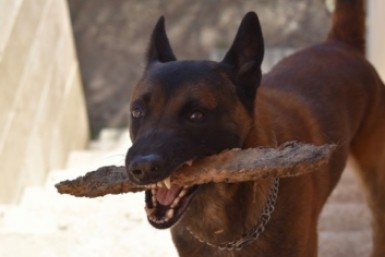Стая бродячих собак напала на ребёнка в Хабаровском крае, возбудили уголовное дело