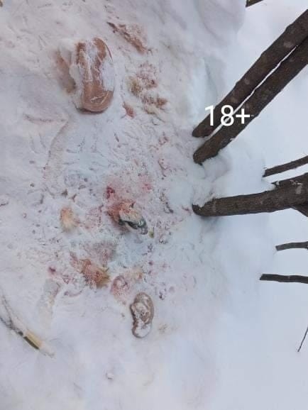 Тигр держит в страхе жителей села Раздольное в ЕАО