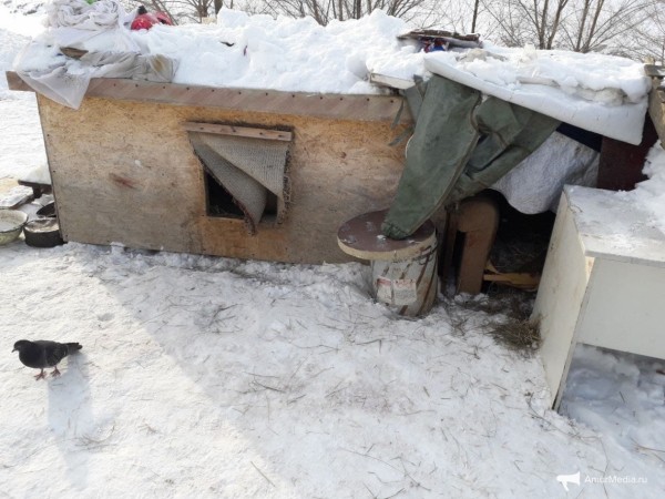 Закололи и запинали: окровавленный труп всеобщего любимца нашли в южной части Хабаровска Закололи и запинали: окровавленный труп всеобщего любимца нашли в южной части Хабаровска