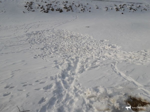 Закололи и запинали: окровавленный труп всеобщего любимца нашли в южной части Хабаровска Закололи и запинали: окровавленный труп всеобщего любимца нашли в южной части Хабаровска