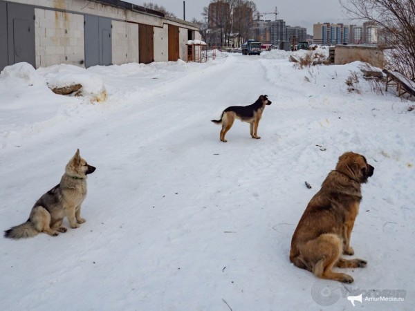 Закололи и запинали: окровавленный труп всеобщего любимца нашли в южной части Хабаровска Закололи и запинали: окровавленный труп всеобщего любимца нашли в южной части Хабаровска