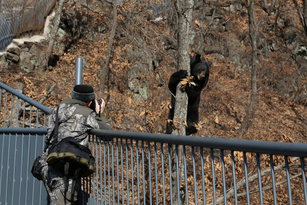 &laquo;Для нас это было большим удивлением&raquo;: директор сафари-парка &mdash; о судьбе тигра Амура и козла Тимура шесть лет спустя