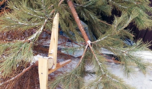 Зоосад "Приамурский" в Хабаровске с удовольствием принимает отслужившие живые ёлки