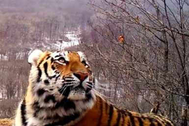 Итоги дня: сдай ёлку, ворона и тигр, 15 спасенных из огня и вакцинация с колёс