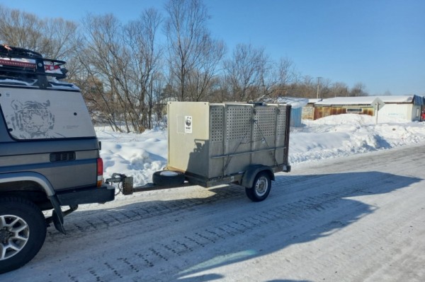 Более семи сторожевых псов стали закуской для амурского тигра в Хабаровском крае