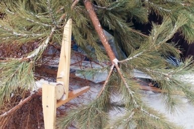 Итоги дня: сдай ёлку, ворона и тигр, 15 спасенных из огня и вакцинация с колёс