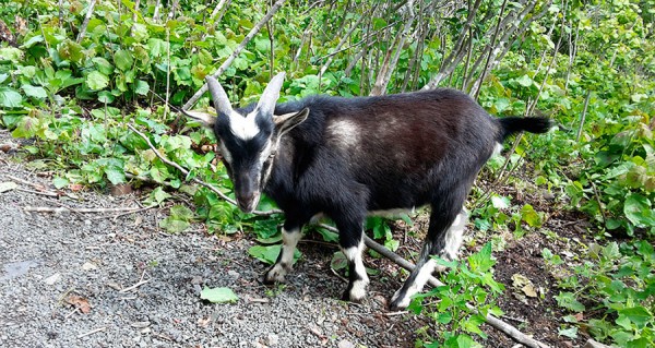 &laquo;Для нас это было большим удивлением&raquo;: директор сафари-парка &mdash; о судьбе тигра Амура и козла Тимура шесть лет спустя