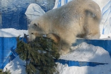 Итоги дня: "студенческий десант", пловцы-молодцы, елка для зоосада и отчет по уборке снега